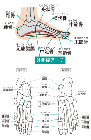 踵骨のズレが足首や膝の痛みに関係していた症例 Okはり灸マッサージ公式ブログ