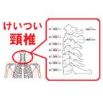 頚椎のイラスト