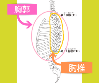 胸椎と胸郭のイラスト