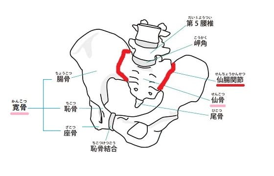 骨盤　仙腸関節の図